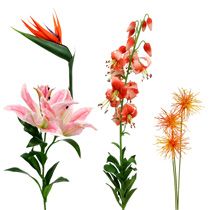 kategória Exotické kvety