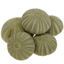 kategória Výzdoba mušlí