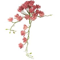 kategória Kaktusy a sukulenty