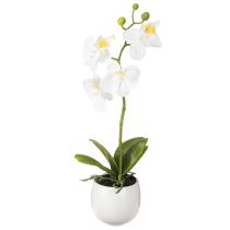 kategória Orchidey