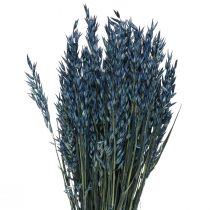 Sušené kvety, ovos sušené zrno dekorácia modrá 68cm 230g