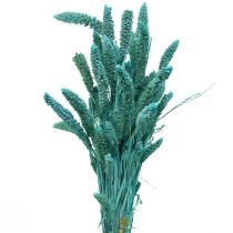 položky Sušené kvety, Setaria Pumila, proso modré 65cm 200g