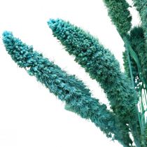 položky Sušené kvety, Setaria Pumila, proso štetinové modré 65cm 200g