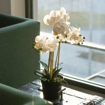 položky Umelá orchidea v kvetináči pre harmonickú atmosféru, biela, 60 cm