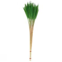položky Proso zelené štetinkové Setaria viridis suchá tráva 52cm 28g