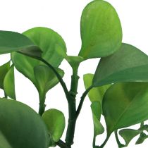 položky Umelá zelená rastlina sukulentná umelá zelená H14cm