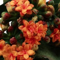 položky Flaming Käthchen Kalanchoe umelý pomaranč 24cm