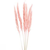 položky Pampová tráva deco, pampová tráva sušená pampová tráva ružová 72cm 6ks
