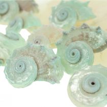 položky Capiz Perleťová mušľa Perleťové plátky Škrupina morského slimáka zelená 2–9 cm 650 g