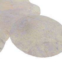 položky Capiz mušle perleťové kotúče deko mušle svetloružové Ø8cm