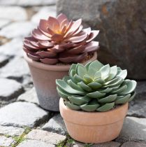 položky Sukulentná rastlina v kvetináči Echeveria umelá zelená Ø15cm