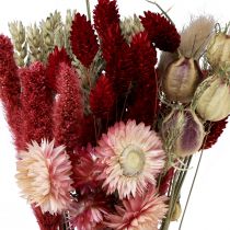 položky Sušená kytica slamené kvety Phalaris červená 30cm
