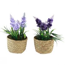 položky Umelý hyacint v kvetináči morská tráva modrá fialová 16/17cm 2ks