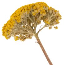 Článok Sušené kvety rebríčka žltého Achillea Natur Gelb 1kg