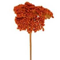 Článok Sušené kvety Achillea Orange, rebríček obyčajný, 45-60 cm, 1 kg