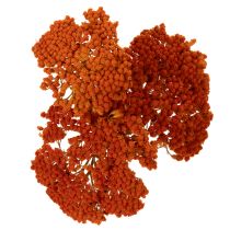 Článok Sušené kvety Achillea Orange, rebríček obyčajný, 45-60 cm, 1 kg