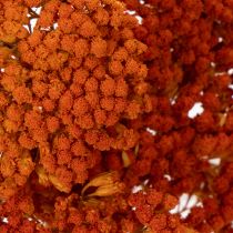 Článok Sušené kvety Achillea Orange, rebríček obyčajný, 45-60 cm, 1 kg