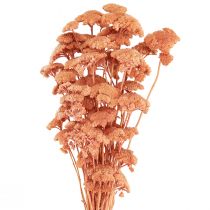 položky Achillea rebríček sušené lúčne kvety losos 40-50cm 80g