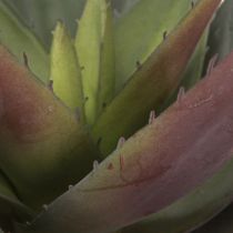 položky Aloe Vera Umelá rastlina Purpurové umelé sukulenty Ø18cm