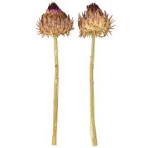 položky Sušený artičok Cynara Ø9cm 16 ks
