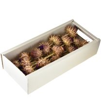 položky Sušený artičok Cynara Ø9cm 16 ks