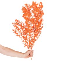 položky Sušené kvety špargle, konáre, okrasná špargľa, farbená 65 cm 80 g