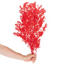 položky Sušený zväzok špargle na kvetinové aranžmány 65 cm 80 g
