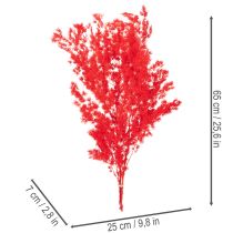 položky Sušený zväzok špargle na kvetinové aranžmány 65 cm 80 g