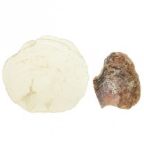 položky Hliva ustricová capiz plátky v sieťke natural 3,5–9,5 cm 2ks
