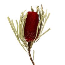 položky Banksia Hookerana červená 7ks