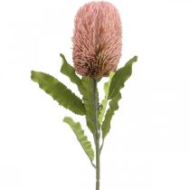 položky Umelý kvet Banksia ružová jesenná dekorácia pamätná floristika 64cm