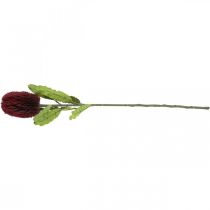 položky Umelý kvet Banksia Red Burgundy Artificial Exotics 64cm