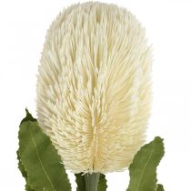 položky Umelý kvet banksia biela krémová umelá exotika 64cm