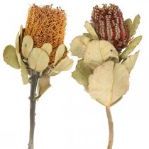 položky Banksia coccinea sušené kvety natur 10ks