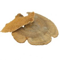 položky Hubka na strom prírodná dekoratívna huba sušená 6cm 1kg