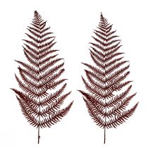Papraď ozdobná papraď horská sušené listy vínovočervené 50cm 20ks