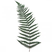 Papraď horská dekoratívna papraď konzervovaná papraď listy zelené 45cm 20ks