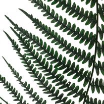 položky Papraď horská dekoratívna papraď konzervovaná papraď listy zelené 45cm 20ks