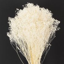 položky Broom Bloom bielené sušené kvety bielej farby s dlhou trvanlivosťou 100g