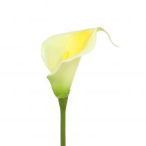 položky Umelá Calla Yellow 57cm 12 ks
