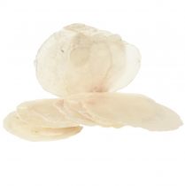 položky Capiz mušle Capiz plátky perleťové plátky prírodné 7,5–9,5 cm 300 g