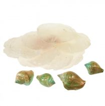 položky Capiz perleťová ulita perleťové plátky ulita morského slimáka zelená 3,5–9,5 cm 750 g