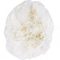 položky Námorné mušle Capiz 5–10 cm, perleť, prírodný materiál 1 kg