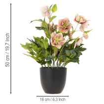 položky Umelá rastlina v kvetináči Helleborus, vianočná ruža, na dekoráciu domu, 50 cm
