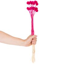 položky Kytica sušených kvetov Craspedia pre kvetinárstvo, 55 cm, 20 kusov