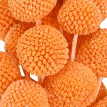 položky Craspedia bielené sušené kvety oranžové 50-55cm 20ks