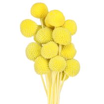 položky Craspedia farebné sušené kvety žltozelené 50-55cm 20ks