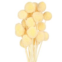 položky Craspedia farbené paličky krémové 50-55cm 20ks