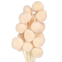 položky Craspedia farbené Paličky broskyňové 50-55cm 20ks
