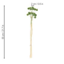 položky Sušené kvetinové guľôčky z kraspedie pre štýlové jesenné dekorácie, 55 cm, 20 kusov